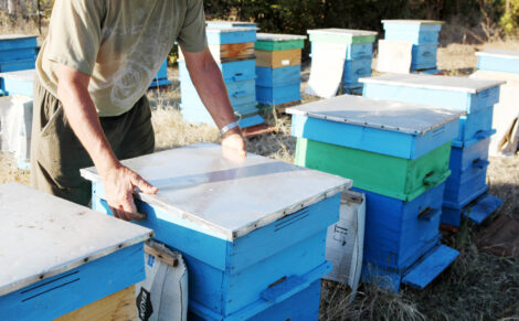 Ep. 161 Overwintering Bees: What Do Bees Do in the Winter? Image